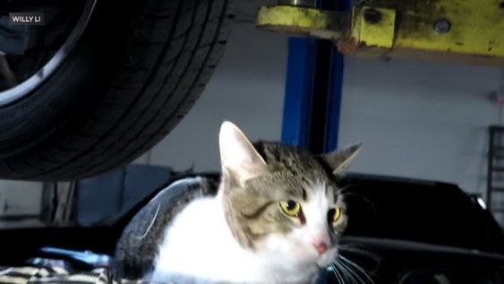 Cat rescued at a mechanic shop in Burr Ridge Illinois