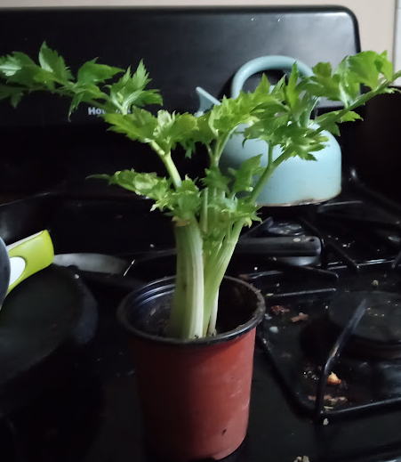 rooted potted celery plant