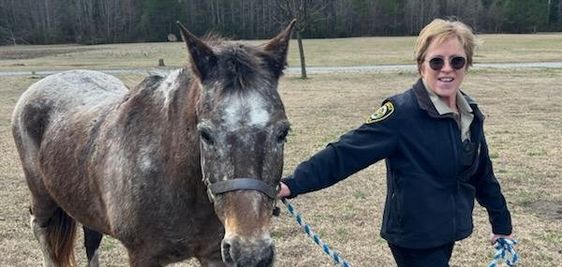 A Greenville police officer escorting a horse that ran loose on the street