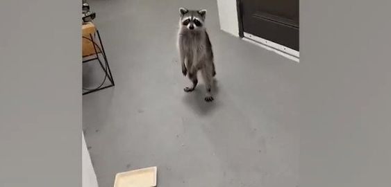Raccoons in West Palm Beach steal food from a customer. Raccoons in West Palm Beach steal food from a customer.