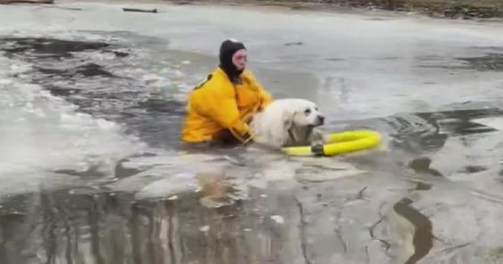Firefighter in Long Grove Illinois rescues a dog in an icy pond.