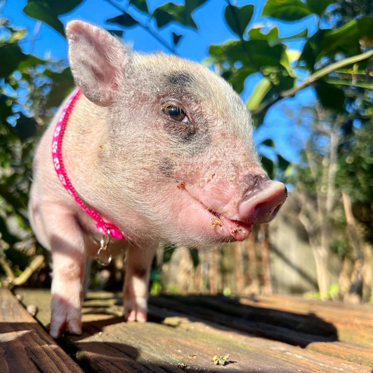 Image of a male hog named Piglet in Metairie Louisiana Image of a male hog named Piglet in Metairie Louisiana