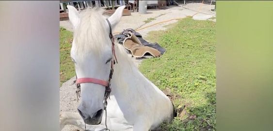 A horse in Los Angeles rescued by firefighters. 