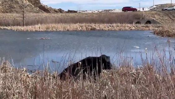 Jefferson County Sheriff's Office deputies and animal control officials rescue a bull Jefferson County Sheriff's Office deputies and animal control officials rescue a bull