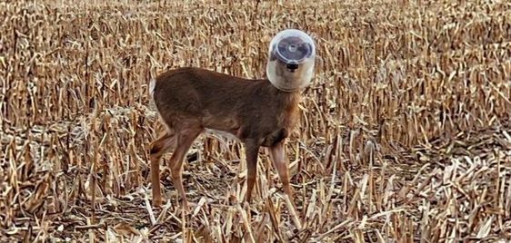 A deer with a bucket stuck on his head in Indiana A deer with a bucket stuck on his head in Indiana