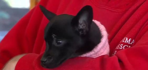 A female dog that was rescued in Boston now find a new home A female dog that was rescued in Boston now find a new home
