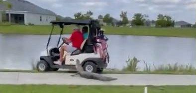 Alligator attempts to bite golf cart driver in Ave Maria Florida Alligator attempts to bite golf cart driver in Ave Maria Florida