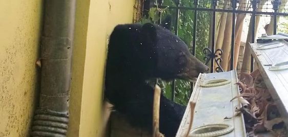 A bear getting out of a home in North Carolina last month