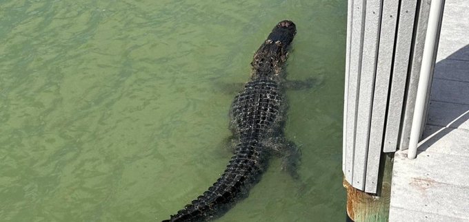 An alligator seen in a resident&#039;s dock in Mooring&#039;s Bay Florida