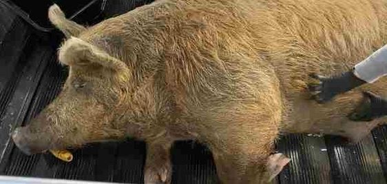 A huge hog seen in Wake County North Carolina