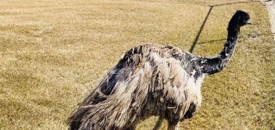 Loose emu captured and returned to his owner in Colorado.