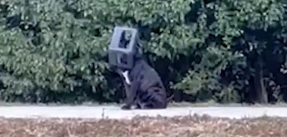 A male dog that had a box over his head now has a new home in Alabama A male dog that had a box over his head now has a new home in Alabama