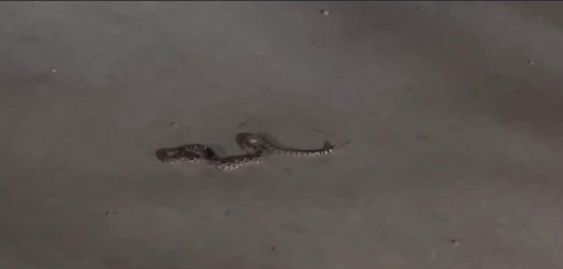 A snake on the Texas A & M campus in San Antonio Texas
