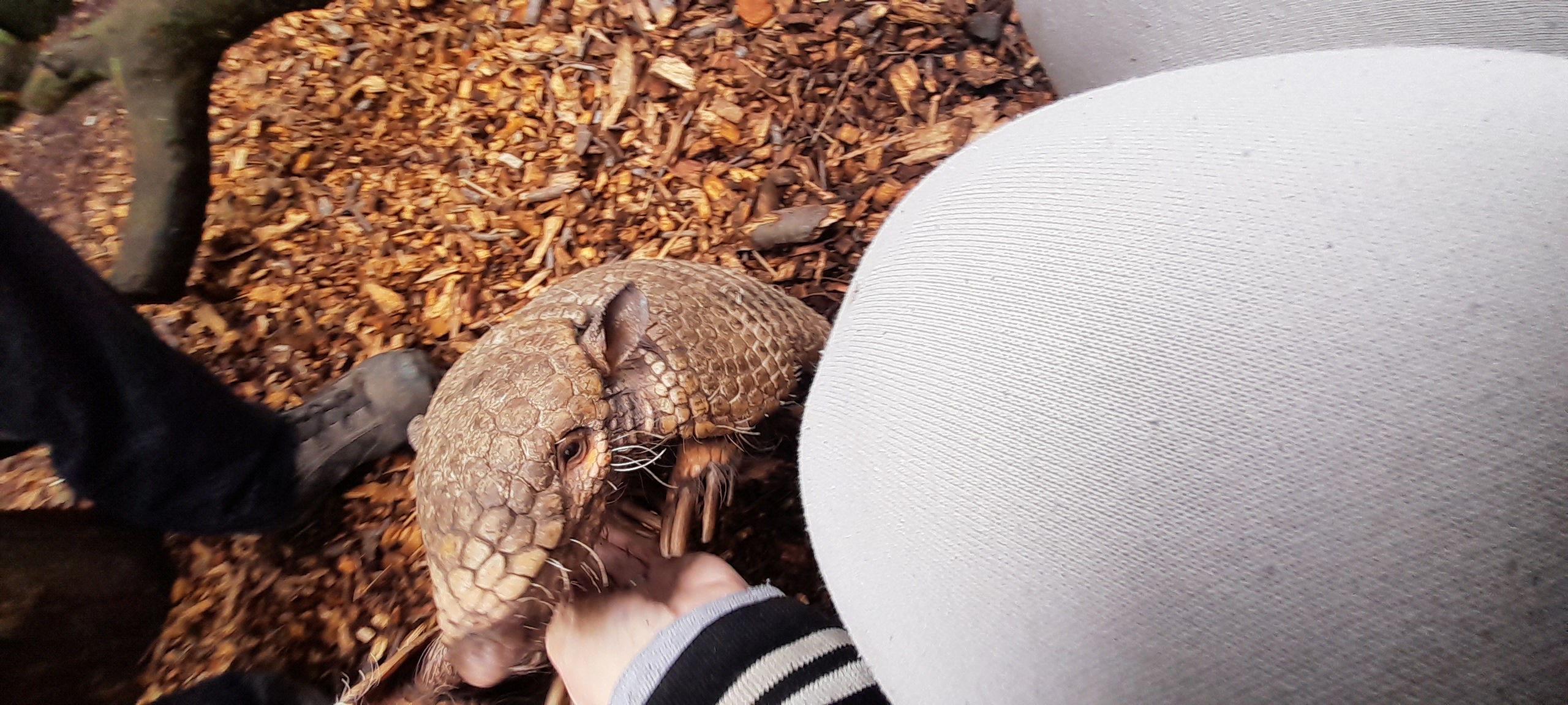 Me feeding an armadillo Me feeding an armadillo