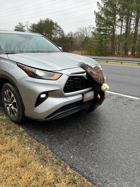 Eagle rescued by authorities after an accident in Maryland Eagle rescued by authorities after an accident in Maryland