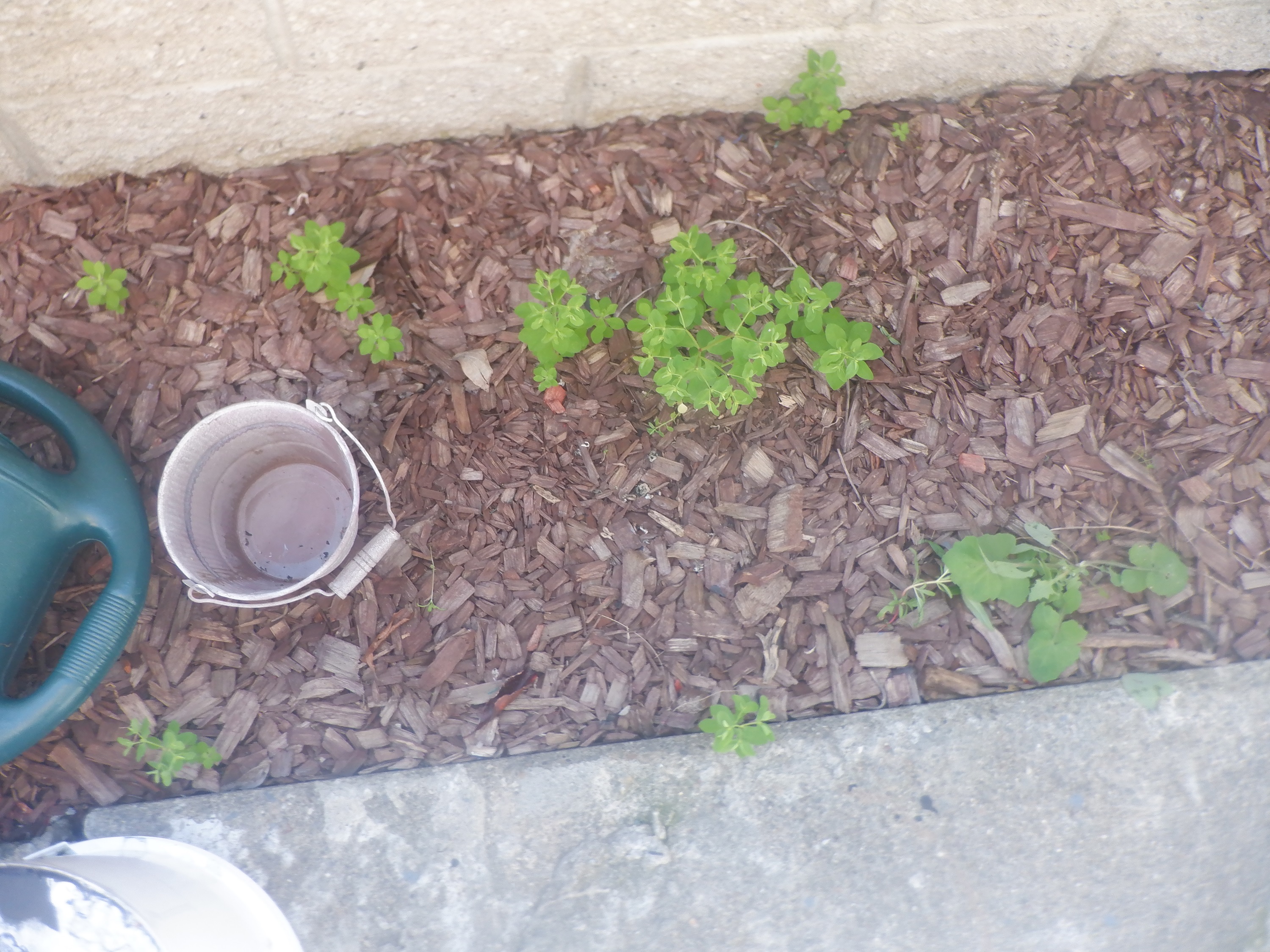 Photo I took of weeds coming up 3-16-24 Photo I took of weeds coming up 3-16-24
