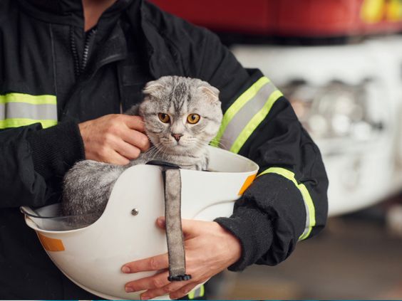 Firefighter holding a kitten that was revived after the kitten passed out from smoke during a fire 