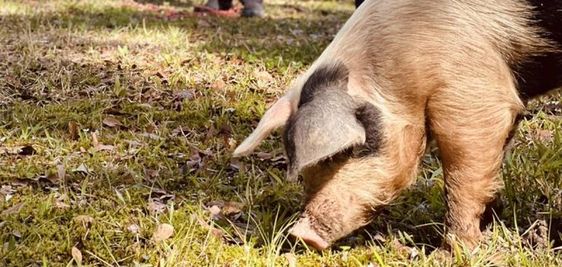 One hog that was captured by deputies in Slidell Louisiana last week 