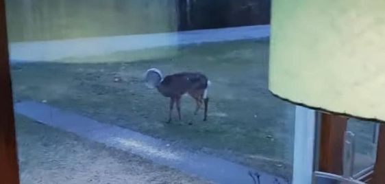 A deer with a jar on its head was rescued by a concerned couple in Pennsylvania A deer with a jar on its head was rescued by a concerned couple in Pennsylvania