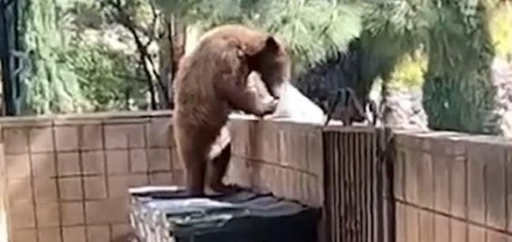 Bear stealing food outside of a home in Los Angeles. 