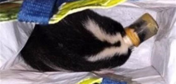 Skunk being rescued by animal control officers in Ontario