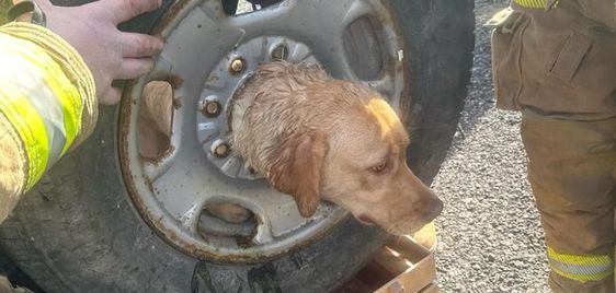 A dog that had her head trapped in a tire rim rescued by firefighters in New Jersey
