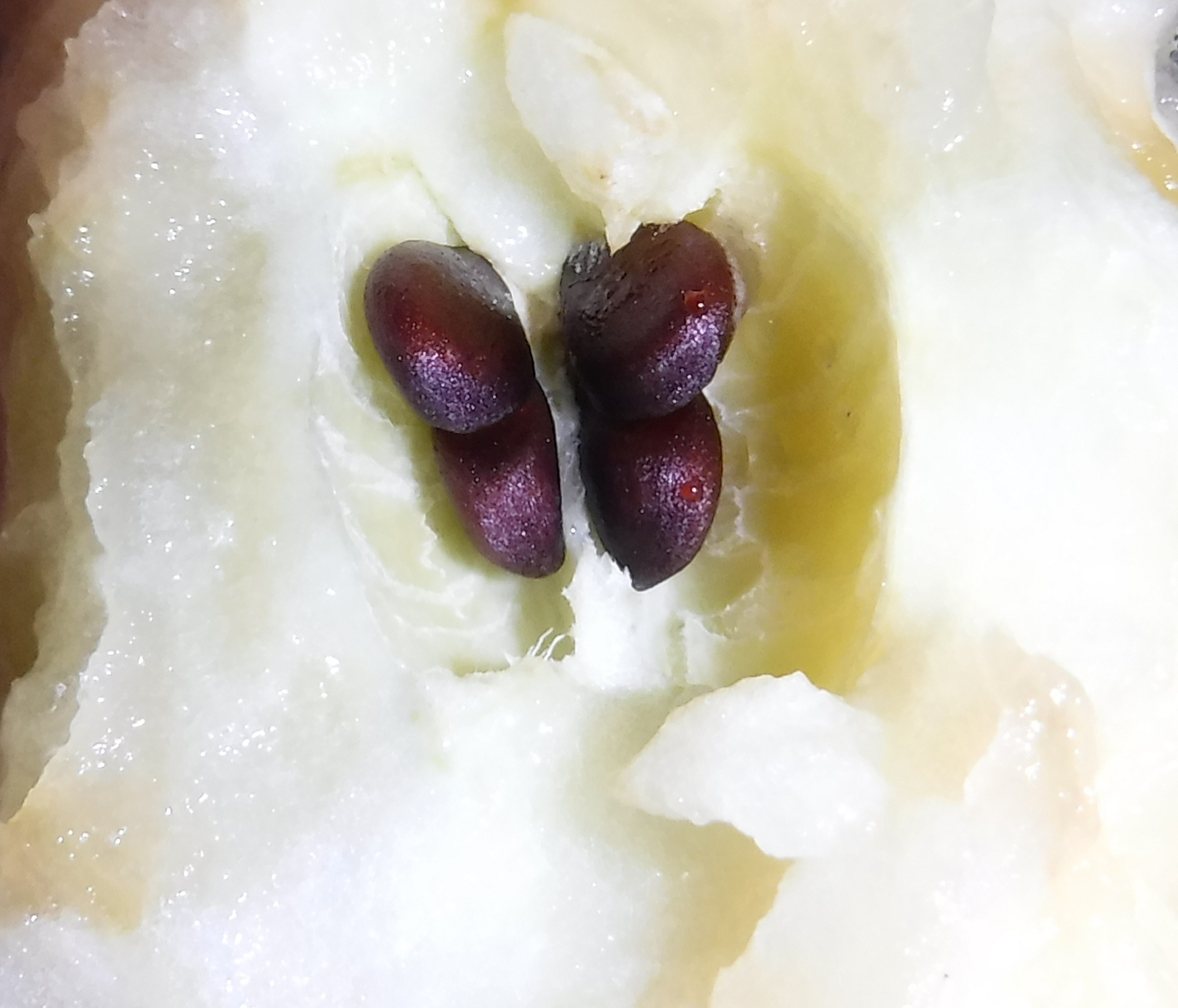 Photo I took of apple seeds that looked like a butterfly