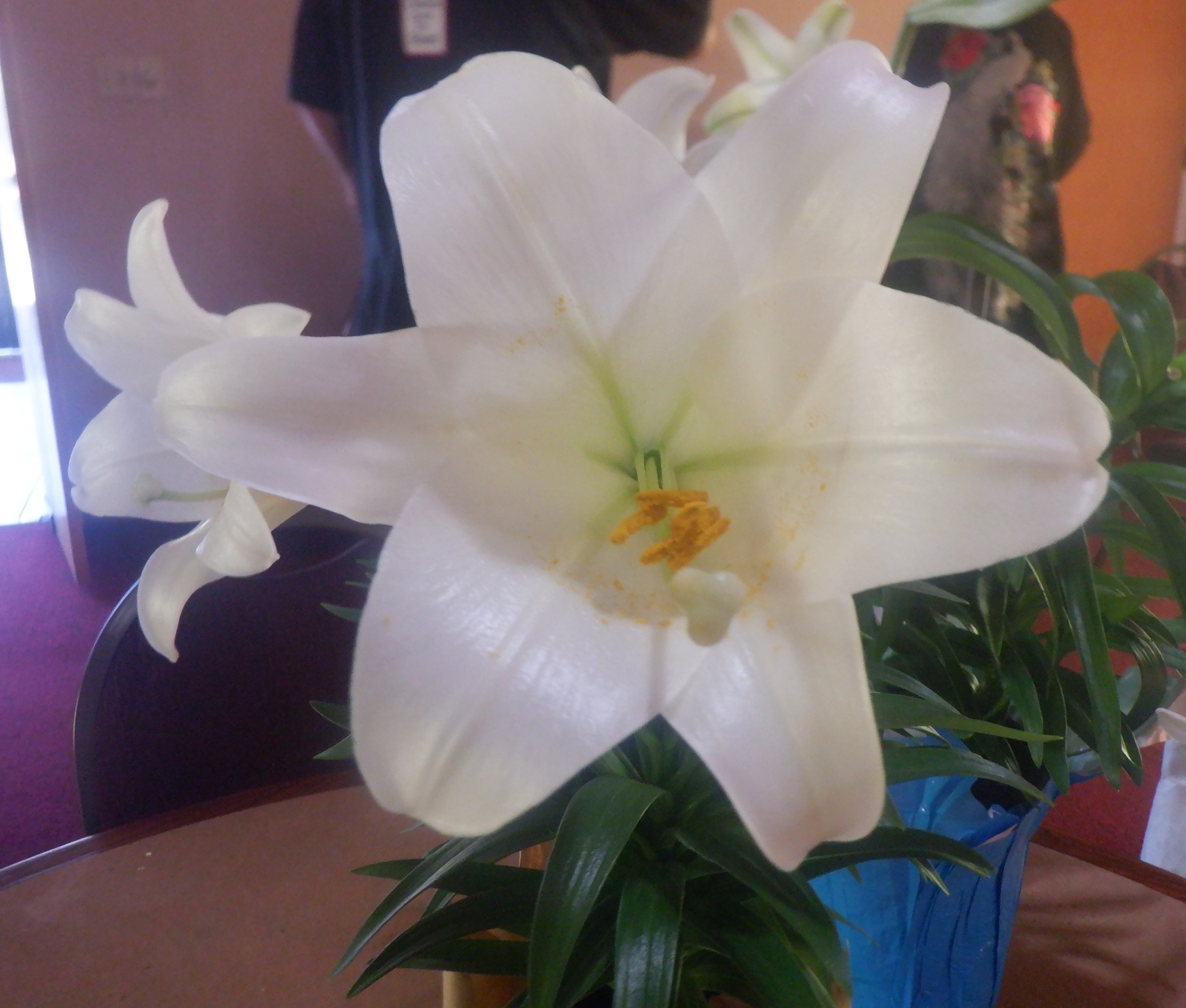 Photo I took of an Easter Lily at church this morning 3-31-24
