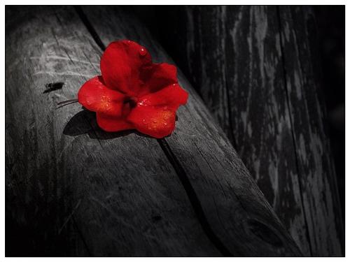 Flower - ...