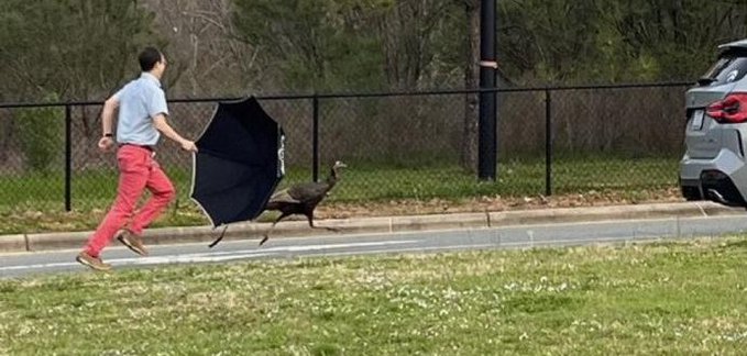 A male turkey being chased by a person in Cary North Carolina  