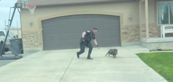 Police officer in Grantsville Utah chases a loose hog