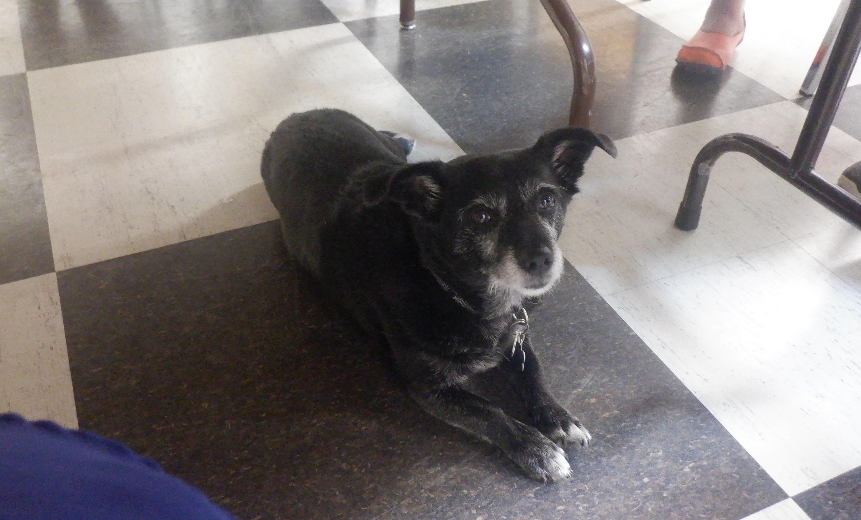The pastor's dog at Bible study The pastor's dog at Bible study