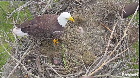 Baby eagle rescued by Texas Wildlife Officials in Austin last week. Baby eagle rescued by Texas Wildlife Officials in Austin last week.