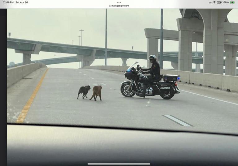 2 Puppies on a state highway in Texas rescued by a police officer and a motorist. 