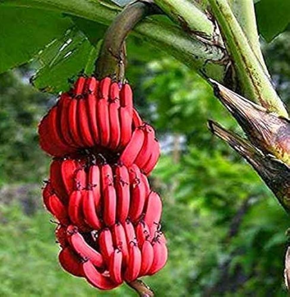 red banana, fruit, food