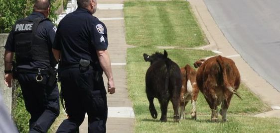 Police in Shawnee Kansas chase down cows on the road.