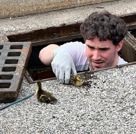 HarborOne employee rescues ducklings trapped in a storm drain