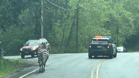 Washington State Police chasing four loose zebras near North Bend WA 