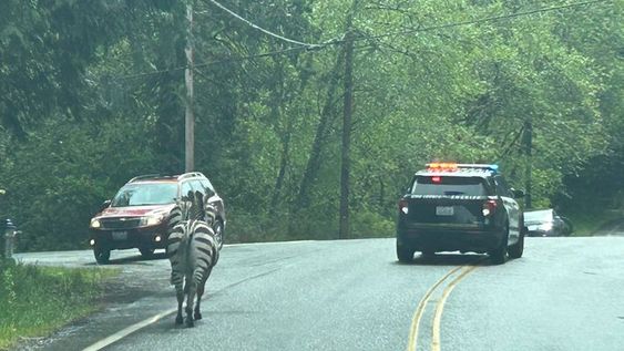 Washington State Police chasing four loose zebras near North Bend WA