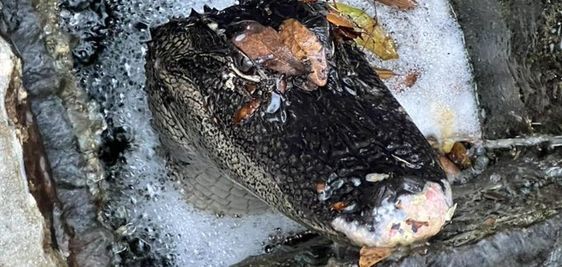 An alligator trapped inside of a drainage pipe in South Carolina
