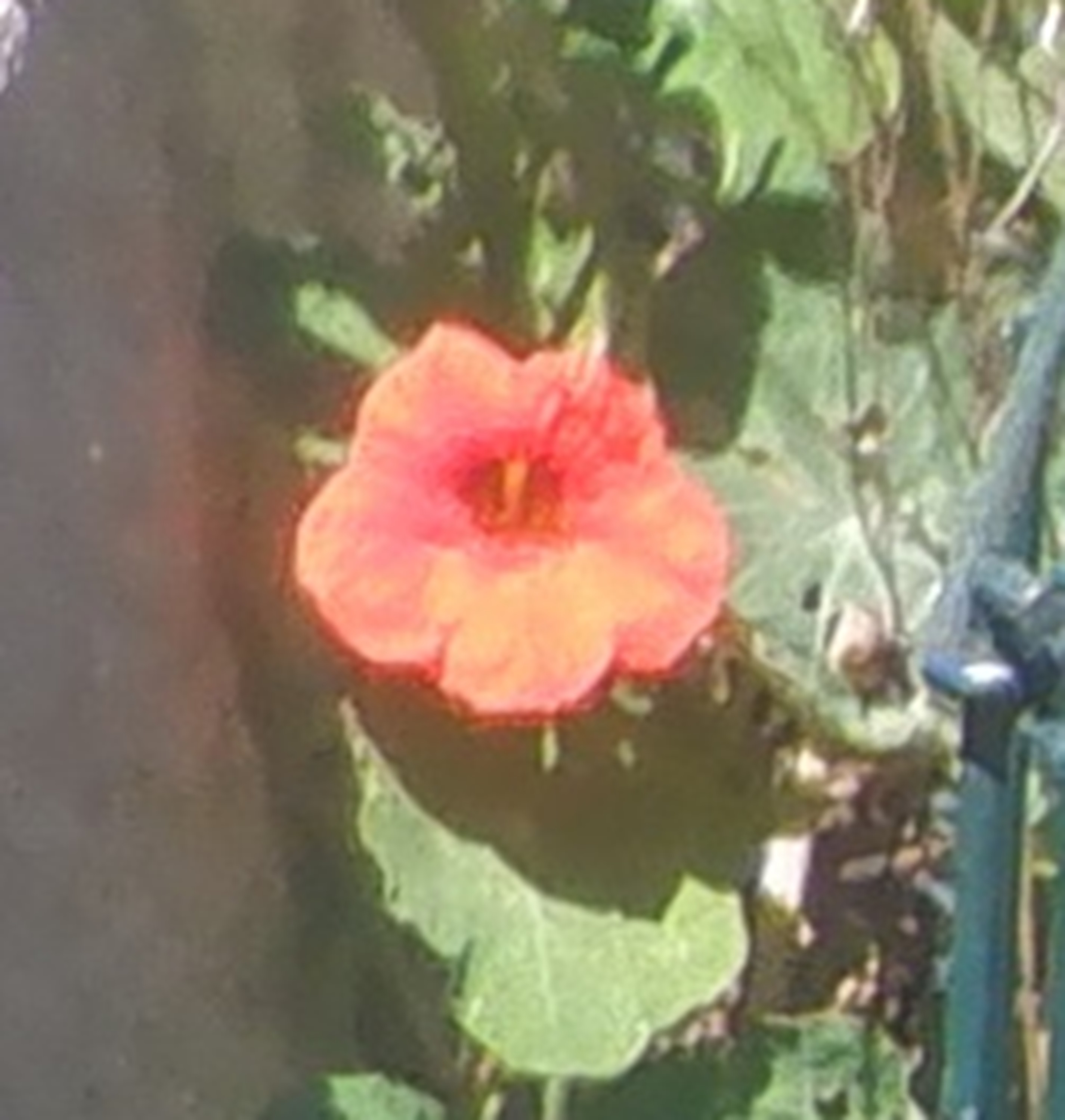 Nasturtium on the patio