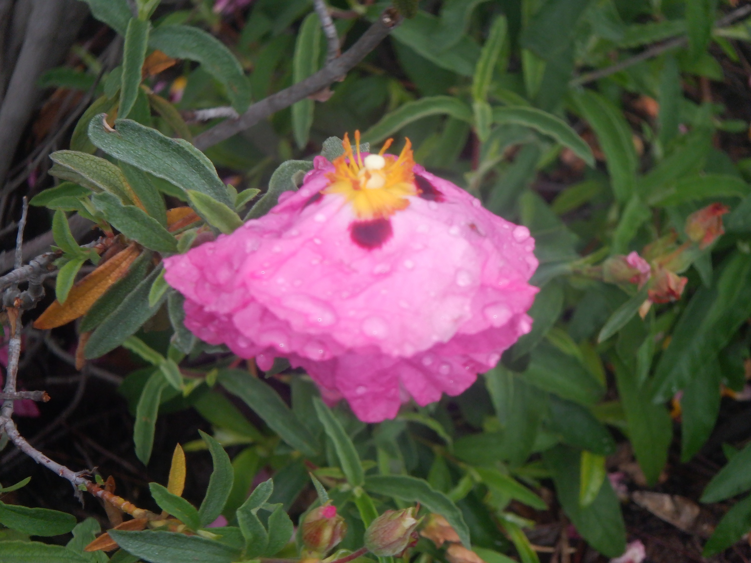 Wet flower photo taken by me Wet flower photo taken by me