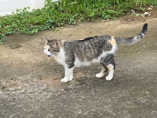 Callie the Calico, waiting impatiently for dinner.  Photo taken by and the property of FourWalls.