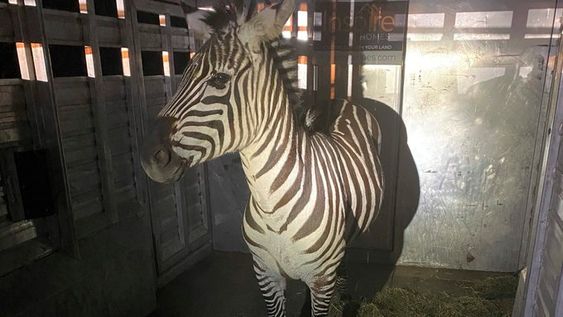 A female zebra named Shug rescued by animal control officers in Washington