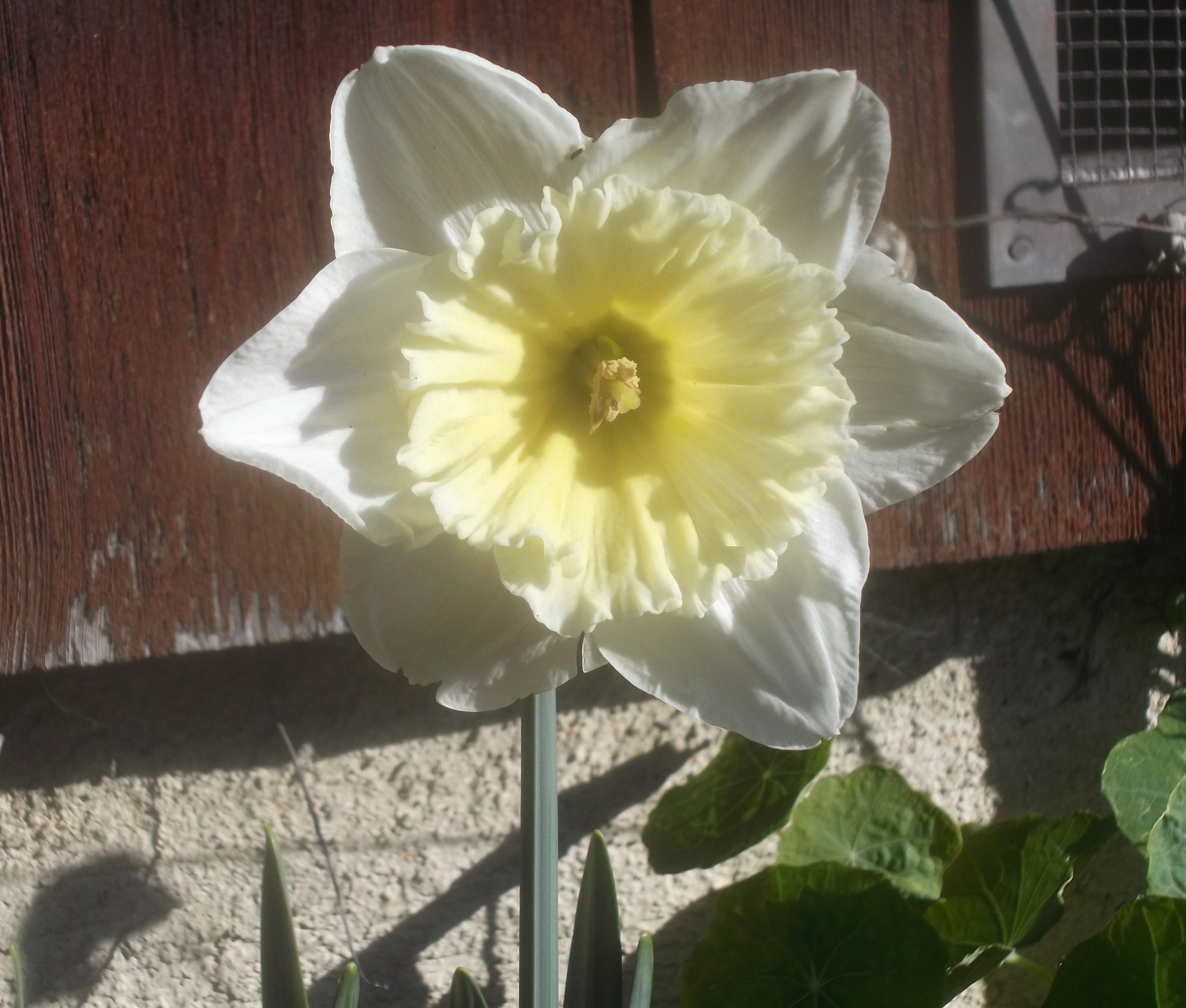 Daffodil back in the garden at my house