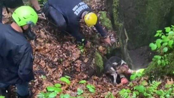 Firefighters in Roanoke Virginia rescue a dog who fell into a sinkhole on Monday.