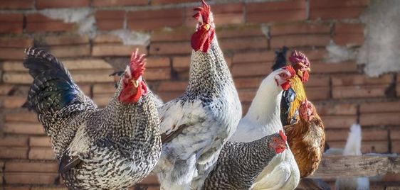 Chickens on a road in Brooklyn New York City Chickens on a road in Brooklyn New York City