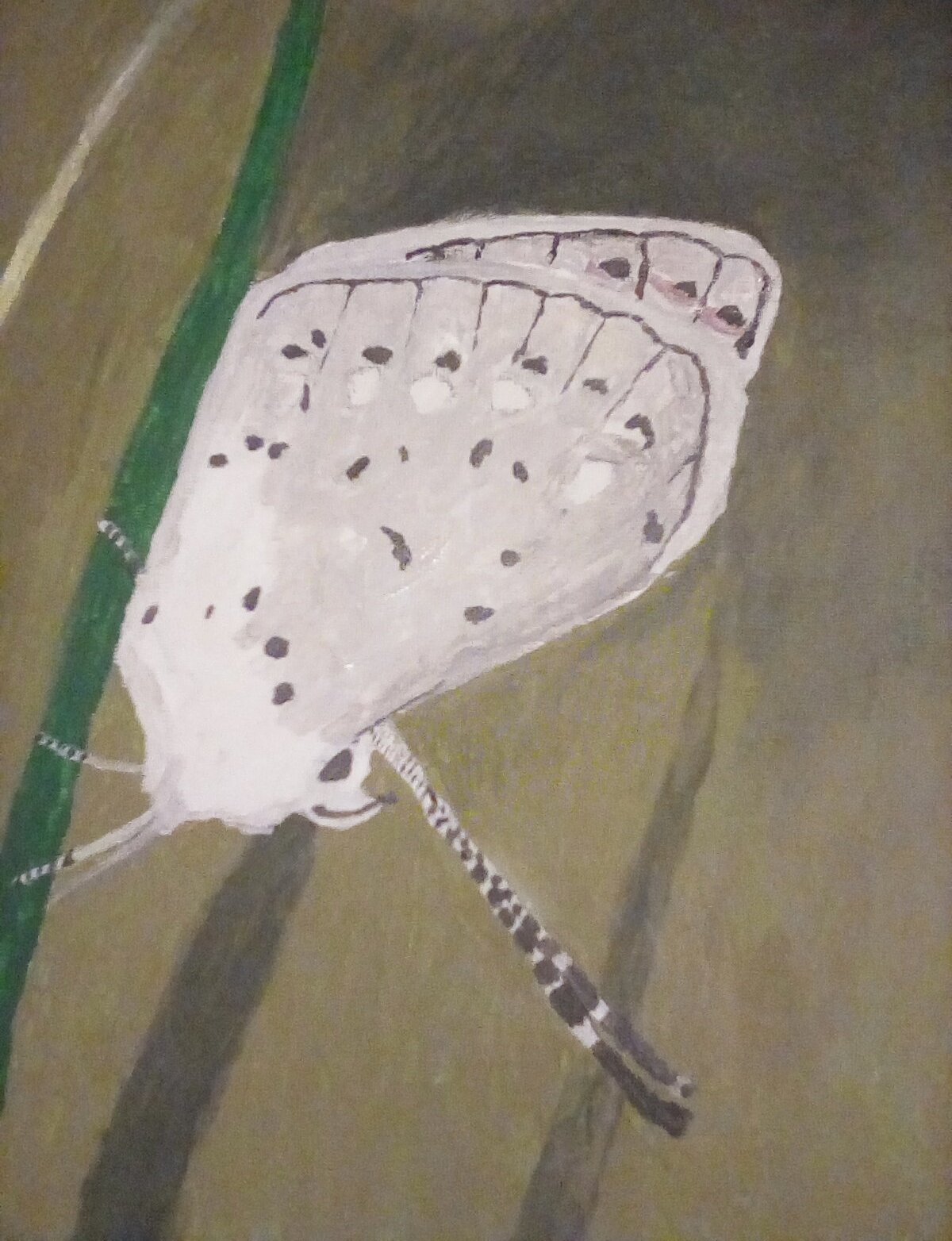 Butterfly - Work in Progress. Butterfly - Work in Progress.
