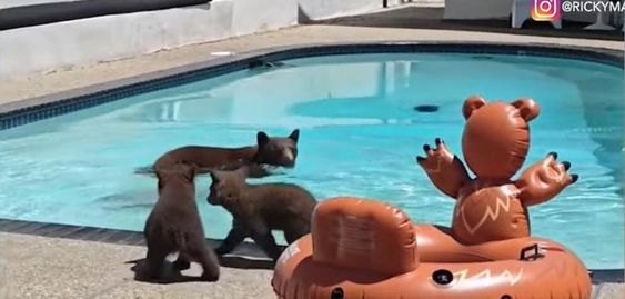 Bear and her cubs in a swimming pool in Monrovia California
