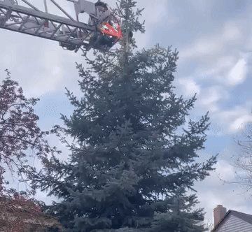 A firefighter in Rapid City rescues a cat who was trapped in a tree.
